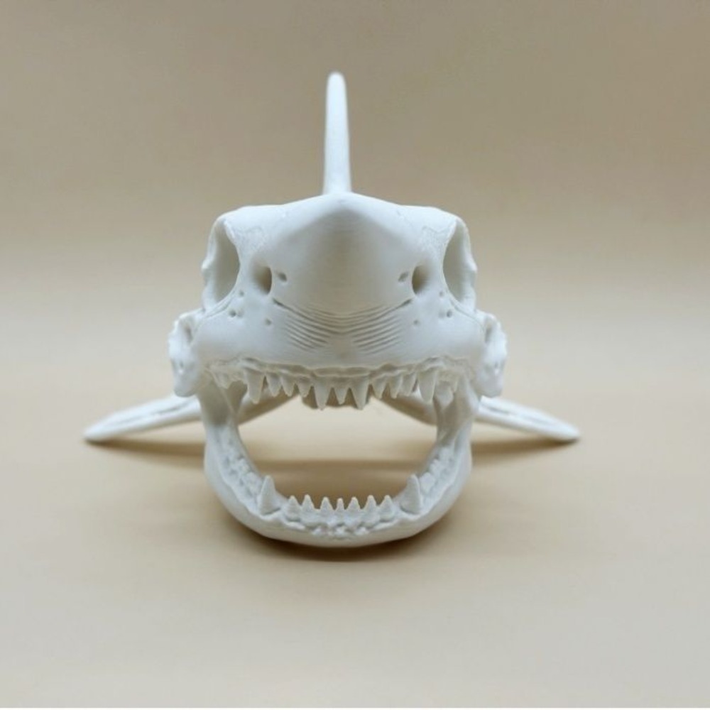 Scheletro di Squalo Stampato i - Aquarium Fish Shark recensione e prezzo